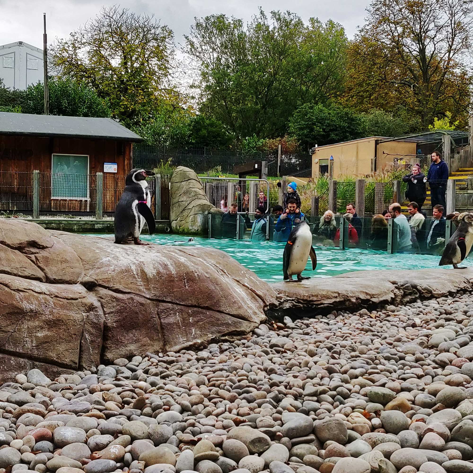 Zoo de Londres con niños. Pingüinos.